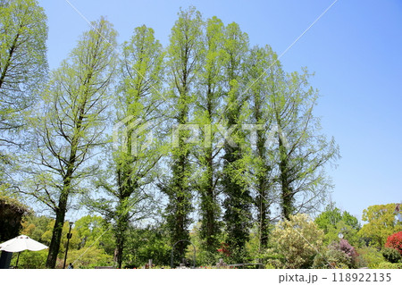 メタセコイア新緑 118922135