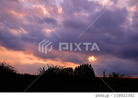 雲の隙間から見える夕焼け 荒川土手からの夕景 雲の隙間から見える夕焼け 荒川土手からの夕景 118922302