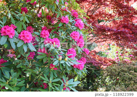 鮮やか　西洋シャクナゲの花 118922399