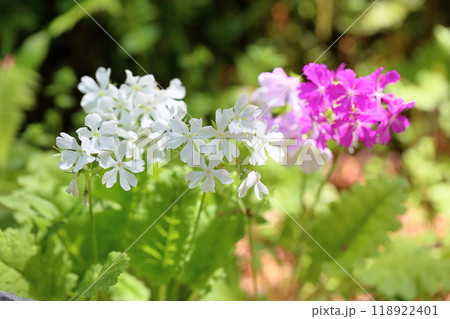 爽やか サクラソウの花 爽やか サクラソウの花 118922401