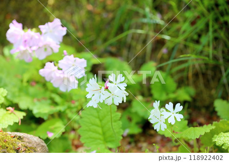 爽やか　サクラソウの花 118922402