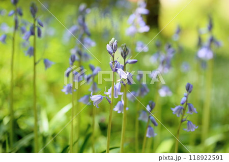 爽やか シラーの花 イングリッシュブルーベル 爽やか シラーの花 イングリッシュブルーベル 118922591