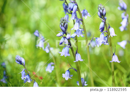 爽やか　シラーの花　イングリッシュブルーベル 118922595
