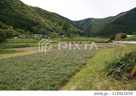 レンゲ畑 118922659