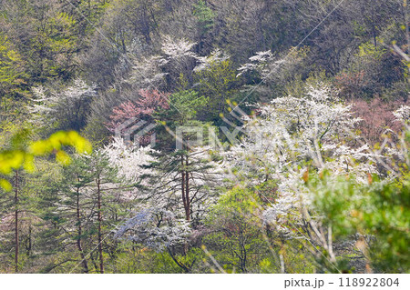 岩神ふれあいの森 岩神ふれあいの森 118922804