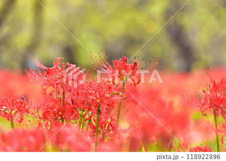 彼岸花 118922896