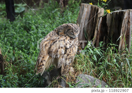 トラフズクが飛び出した 118922907