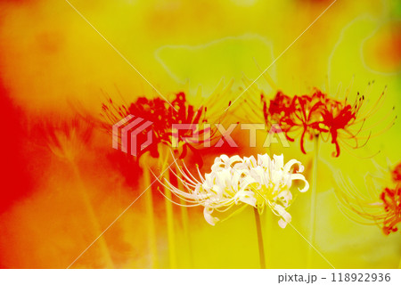 彼岸花 彼岸花 118922936