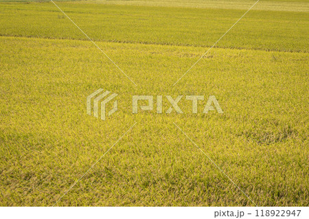 黄金色に輝く田園 118922947