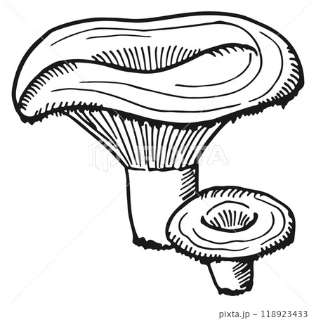 Russula mushroom. Forest nature symbol. Fresh fungus Russula mushroom. Forest nature symbol. Fresh fungus 118923433