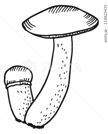 Boletus mushroom drawing. Wild growing woodland fungus 118923435