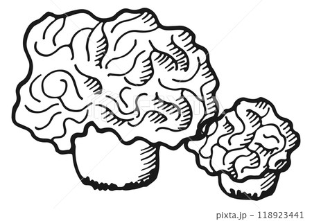 Truffle fungus. Delicious edible mushroom doodle sketch 118923441