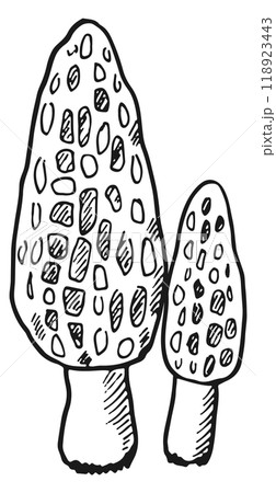 Morel sketch. Forest fungi hand drawn icon Morel sketch. Forest fungi hand drawn icon 118923443