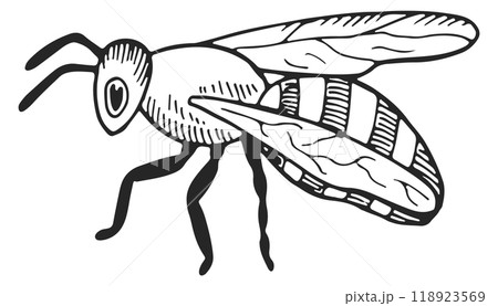 Flying bee hand drawn icon. Insect sketch Flying bee hand drawn icon. Insect sketch 118923569