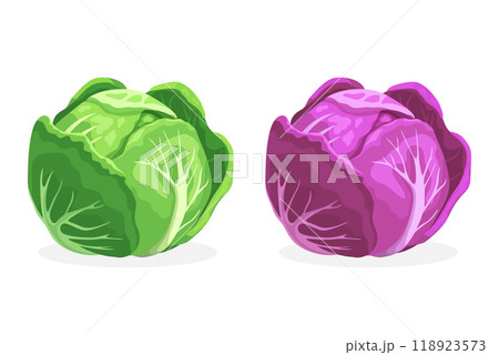 Vector Flat Cartoon Style Colorful Cabbage Set. Detailed Green and Purple Cabbage Head Illustration. Vegetable Icons. Cartoon Colorful Cabbage 118923573