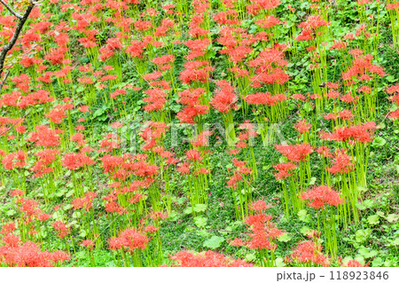 秋 曼殊沙華 船岡城址公園 118923846