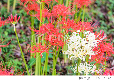 秋 曼殊沙華 船岡城址公園 秋 曼殊沙華 船岡城址公園 118923852