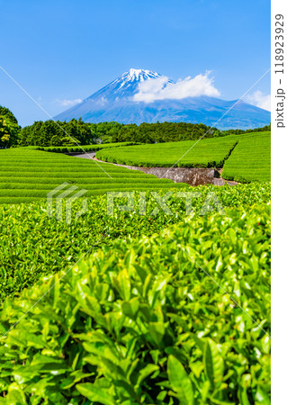 静岡 初夏の大淵笹場　～新芽の茶畑と富士山～ 118923929