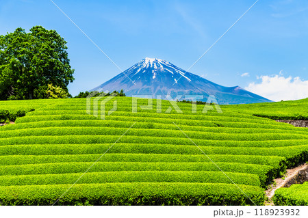 静岡 初夏の大淵笹場 ~新芽の茶畑と富士山~ 静岡 初夏の大淵笹場 ~新芽の茶畑と富士山~ 118923932