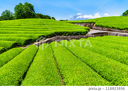 静岡 初夏の大淵笹場　～新芽の茶畑と富士山～ 118923936