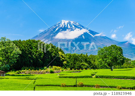 静岡 初夏の大淵笹場 ~新芽の茶畑と富士山~ 静岡 初夏の大淵笹場 ~新芽の茶畑と富士山~ 118923946