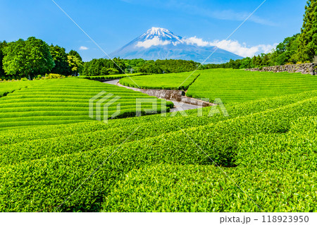 静岡 初夏の大淵笹場　～新芽の茶畑と富士山～ 118923950