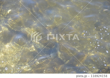 海中の魚 海中の魚 118924158