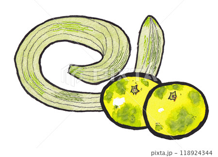 手描きの水彩画(絵手紙)「蛇瓜(ヘビウリ)」と「早生みかん」 118924344