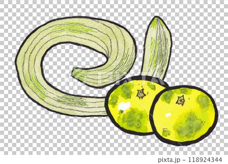 手繪水彩畫（圖畫信）《蛇瓜》《早橘》 118924344