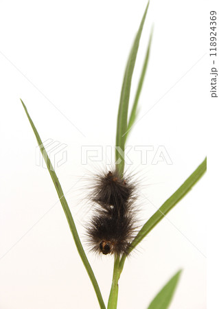 Caterpillar on Plants in Organic Garden Rural East Texas Caterpillar on Plants in Organic Garden Rural East Texas 118924369
