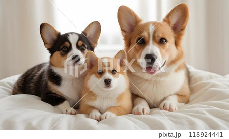 仲良しコーギーの子犬たちのイラスト素材 [118924441] - PIXTA