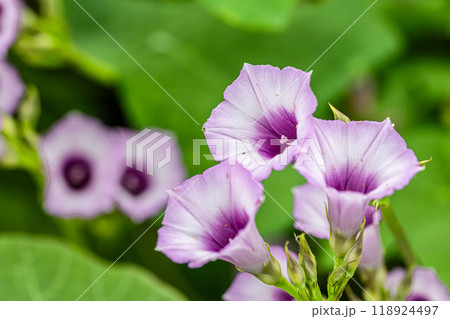 ホシアサガオ 118924497