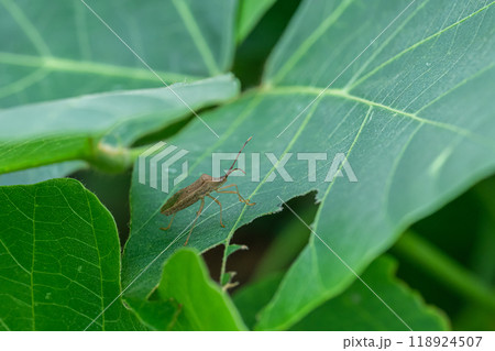 ホシハラビロヘリカメムシ 118924507