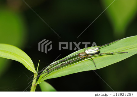 細葉に長い脚を伸ばすスタイル抜群のオオシロカネグモ(自然光+ストロボ、マクロ接写撮影) 細葉に長い脚を伸ばすスタイル抜群のオオシロカネグモ(自然光+ストロボ、マクロ接写撮影) 118925287