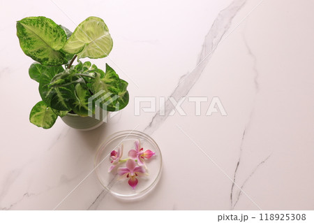 水に浮かぶ蘭の花と観葉植物 水に浮かぶ蘭の花と観葉植物 118925308