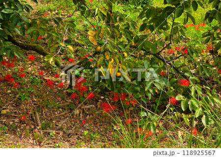 ヒガンバナ ヒガンバナ 118925567