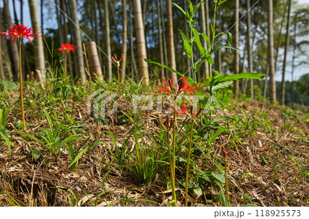 ヒガンバナ 118925573