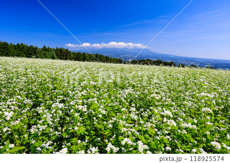 満開のそばの白い花 118925574