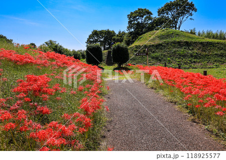 古墳に咲くヒガンバナ 古墳に咲くヒガンバナ 118925577