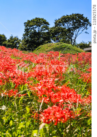 古墳に咲く彼岸花（縦） 118925578