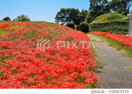 古墳に咲く彼岸花 古墳に咲く彼岸花 118925579