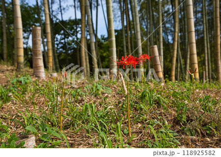 ヒガンバナ ヒガンバナ 118925582