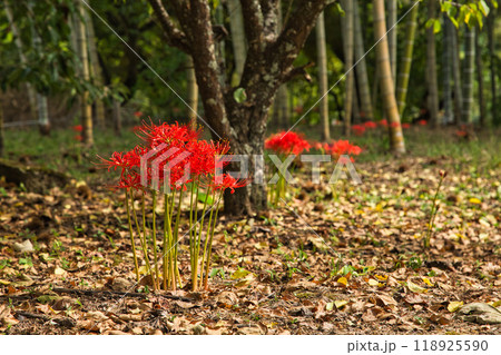 ヒガンバナ 118925590