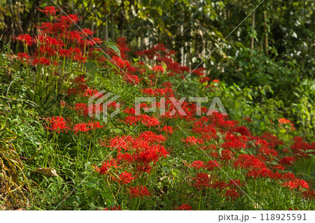 ヒガンバナ 118925591