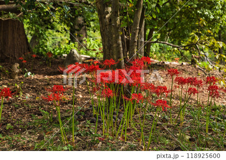 ヒガンバナ 118925600