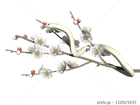 巳年の白ヘビと 白梅の 3DCGイラスト素材 巳年の白ヘビと 白梅の 3DCGイラスト素材 118925635