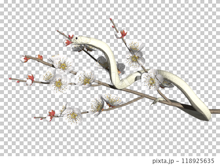 3DCG illustration material of a white snake and white plum blossoms in the year of the snake 118925635