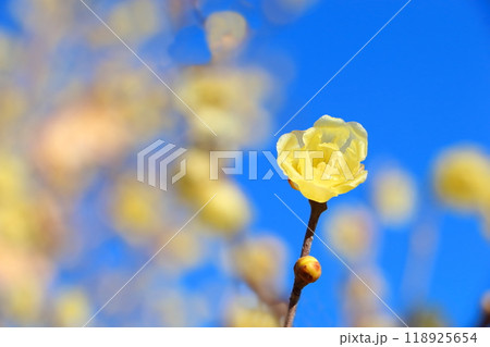 冬のロウバイ満開に咲く 冬のロウバイ満開に咲く 118925654