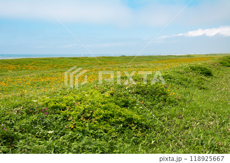 エゾカンゾウ咲くサロベツ原野 エゾカンゾウ咲くサロベツ原野 118925667