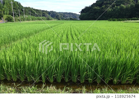 米栽培・近年の異常気象等でコメ不足 米栽培・近年の異常気象等でコメ不足 118925674